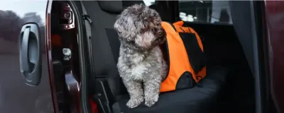 Consejos para viajar con tu perro en coche