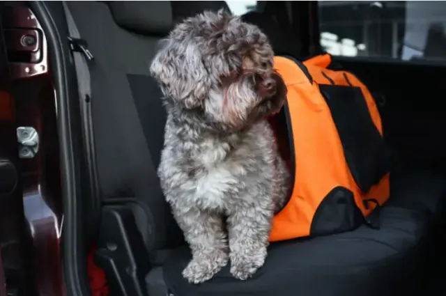 Consejos para viajar con tu perro en coche