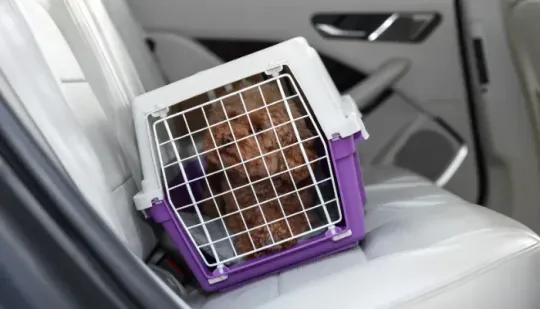 Cómo viajar con perros en el coche